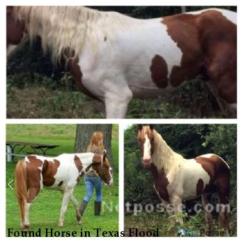 Found Horse in Texas Flood